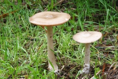 Volvarisella speciosa