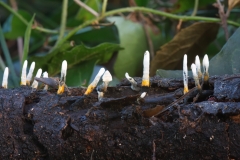 Xylaria hypoxylon