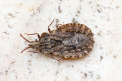 Aradus conspicuus