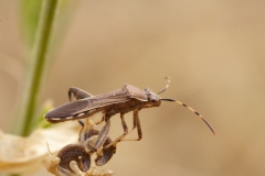 Camptopus lateralis