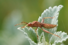 Camptopus lateralis