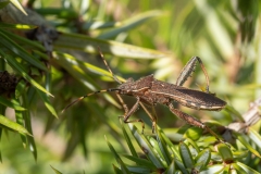 Camptopus lateralis