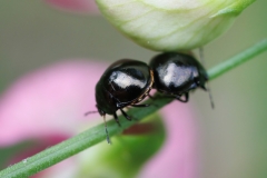 Coptosoma scutellatum