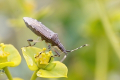 Dicranocephalus albipes