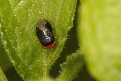 Geocoris erythrocephalus