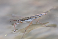 Gerris maculatus