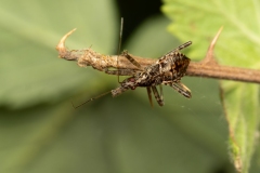 Himacerus apterus