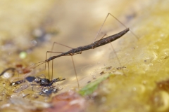 Hydrometra stagnorum