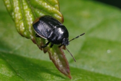 Legnotus limbosus