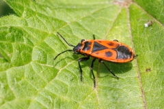 Pyrrhocoris apterus