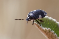 Tritomegas sexmaculatus
