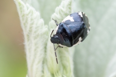 Tritomegas sexmaculatus