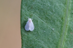 Aleyrodidae