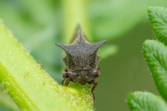 Centrotus cornutus