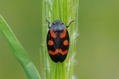 Cercopis sanguinolenta