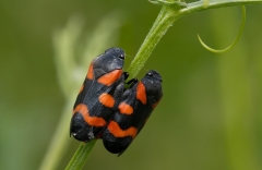 Cercopis sanguinolenta