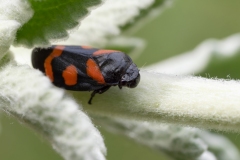 Cercopis sanguinolenta
