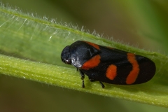 Cercopis sanguinolenta