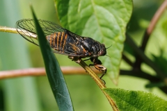 Cicadetta sp