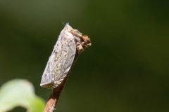 Cixidia advena