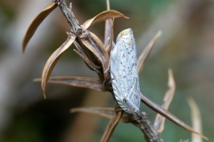 Cixidia advena