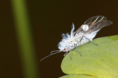 Coccoidea (May 2017, 1146 m asl, Abruzzo, Italy)