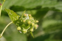 Daktulosphaira vitifoliae