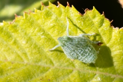 Dictyophara europaea