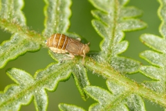 Ditropis pteridis