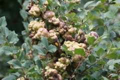 Eriosoma lanuginosum