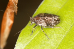 Fulgoroidea
