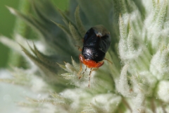 Geocoris erythrocephalus