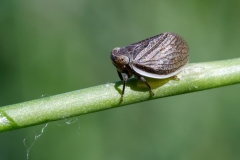 Hysteropterum sp
