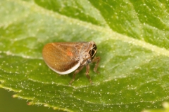 Hysteropterum sp