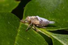 Issidae (June 2025, 832 m asl, Abruzzo, Italy)