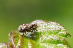 Issus muscaeformis