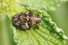 Issus muscaeformis