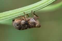 Issus sp