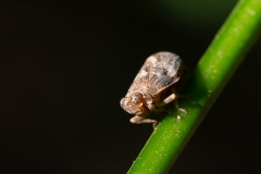 Issus sp