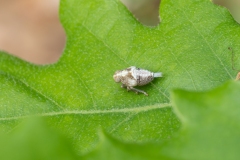 Issus sp
