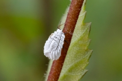 Orthezia sp