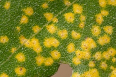 Phylloxera quercus