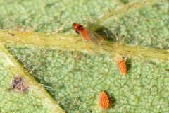 Phylloxera quercus