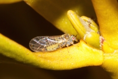 Psylla sp