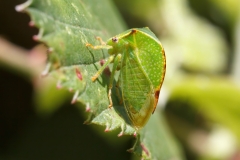 Stictocephala bisonia