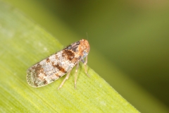 Tachycixius sp