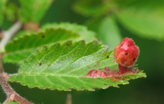 Tetraneura ulmi