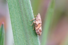Tettigometra sp