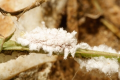 Monophlebidae