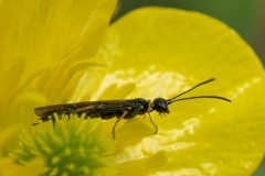 Cephus sp